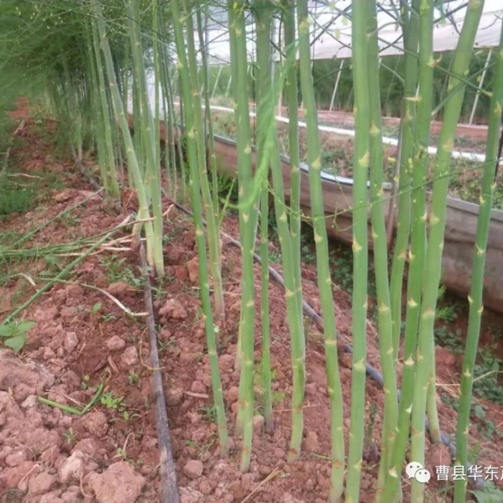 2020《劉保真：跟我學種蘆筍》之5：綠蘆筍的留母莖采收