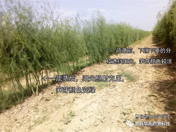 2020《劉保真：跟我學種蘆筍》之5：綠蘆筍的留母莖采收