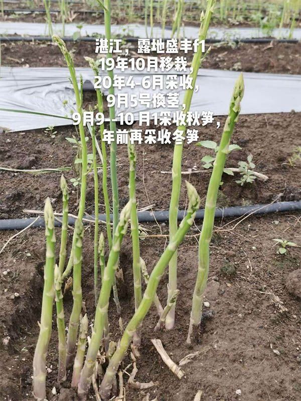 去年10月種植，現(xiàn)在開(kāi)始第二次采收