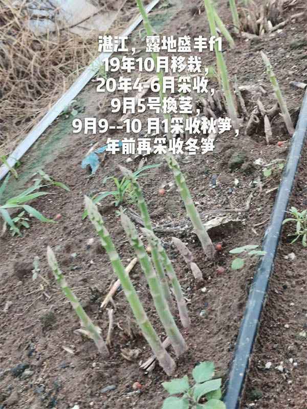 去年10月種植，現(xiàn)在開始第二次采收