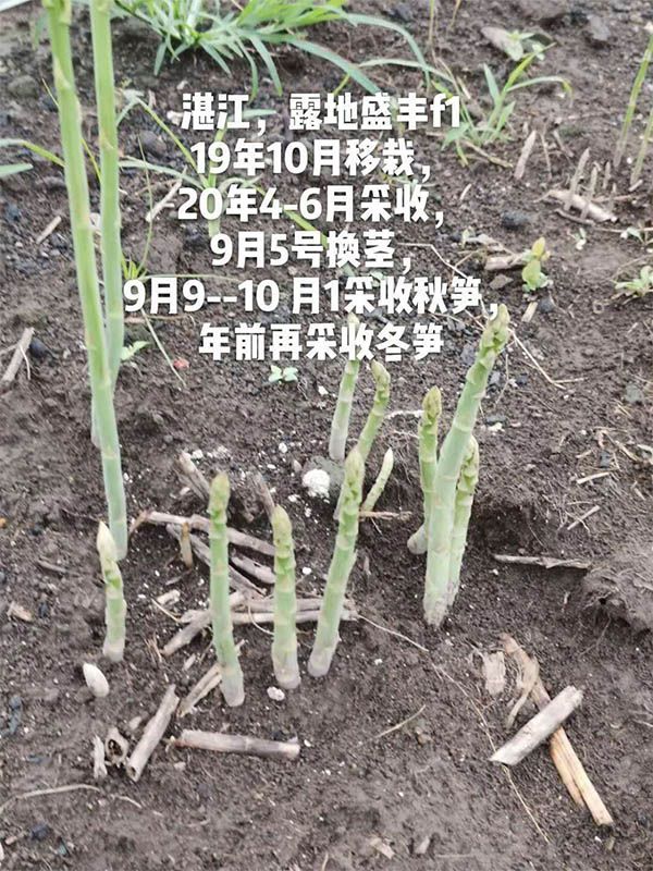 去年10月種植，現(xiàn)在開始第二次采收