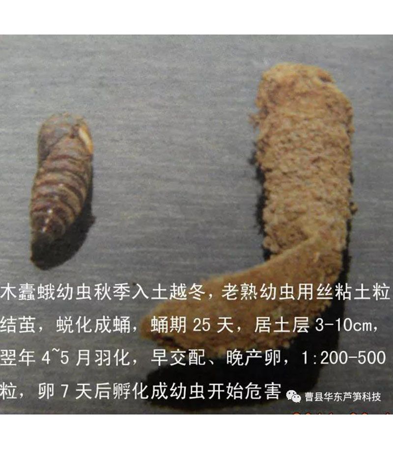 2020跟我學(xué)種蘆筍-17：3~5~7月蘆筍布袋蟲(chóng)的防治
