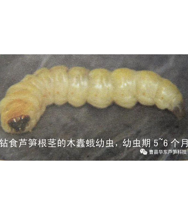 2020跟我學(xué)種蘆筍-17：3~5~7月蘆筍布袋蟲(chóng)的防治