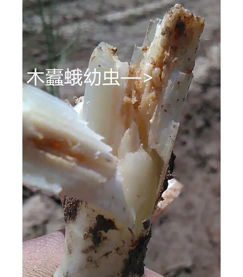 2020跟我學(xué)種蘆筍-17：3~5~7月蘆筍布袋蟲(chóng)的防治