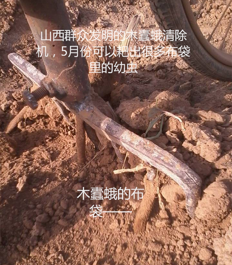 2020跟我學(xué)種蘆筍-17：3~5~7月蘆筍布袋蟲(chóng)的防治
