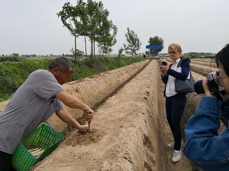 竹筍種子和蘆筍種子有什么區(qū)別