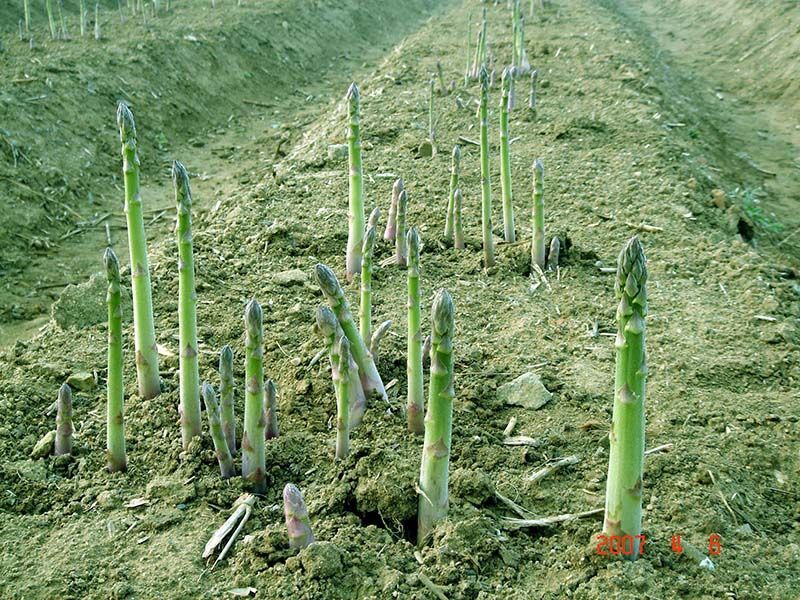 蘆筍種子的種植方法和時間？